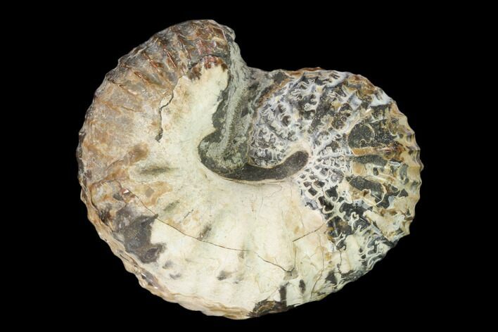 Fossil Heteromorph Ammonite (Scaphites) - Kansas #162626